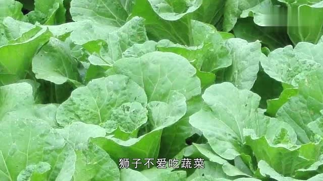 爱吃青菜的女生_十二星座爱吃青菜吗女生_喜欢吃蔬菜的星座