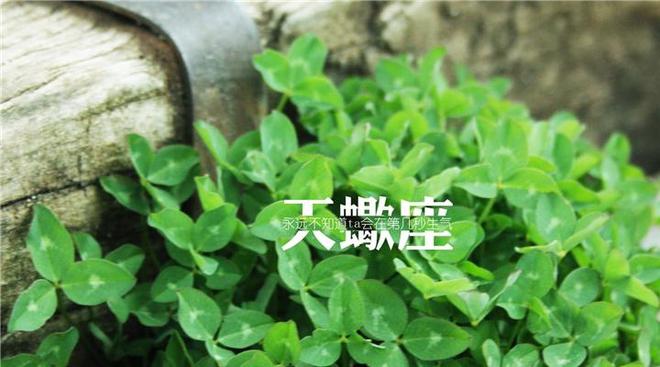 比较沉默的女生_沉默起来可怕的星座女生_沉默最可怕的星座女
