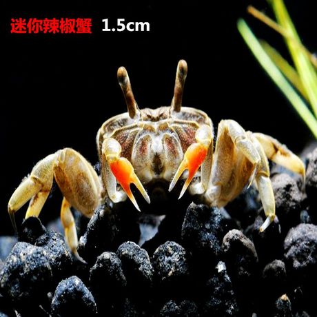 射手座男生喜欢女生性格_喜欢剪短发的女生性格_喜欢螃蟹星座女生的性格