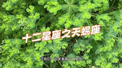 星座女性智慧：白羊座勇往直前，敢于面对挑战并迎接转机的智慧之旅