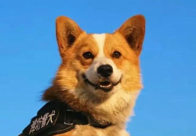探究星座女性对犬类的态度：白羊座的勇敢与独立精神