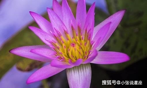 腼腆的星座女_腼腆内心星座女生性格_内心腼腆的星座女生