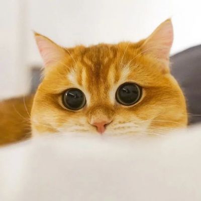 哪个星座的女生像猫_十二星座女生像_十二星座女生专属猫头像