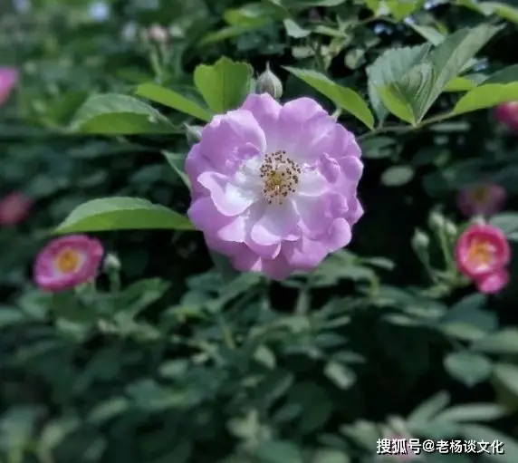 蛋糕装饰的图片_蛋糕装饰可爱星座女生图片高清_星座蛋糕装饰可爱图片女生