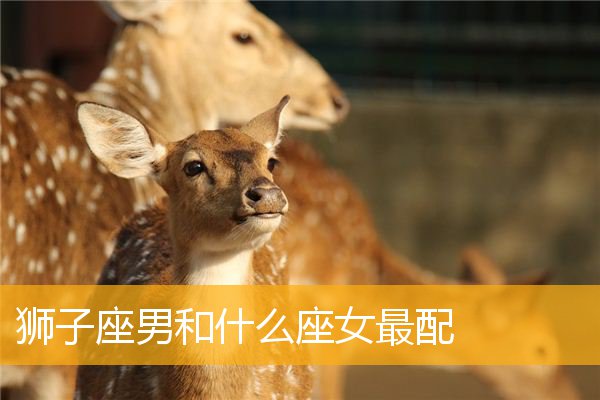 狮子座女生女王_能读懂狮子女的星座男_女生口中的狮王星座男